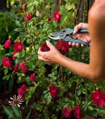 Как ухаживать за розами весной после зимы