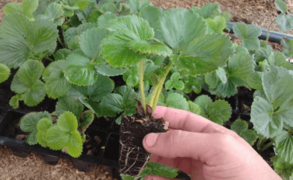 Как лучше посадить клубнику