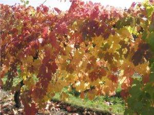 Обработка винограда мочевиной осенью