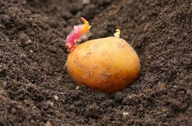 Какими должны быть ростки у картофеля для посадки фото