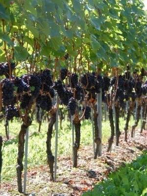 Виды формировки виноградного куста