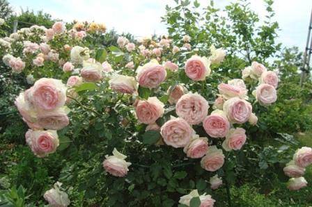 Розы парковые фото с названием сорта
