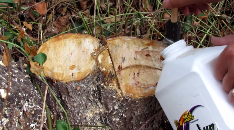 Как убрать пеньки от деревьев химическим способом