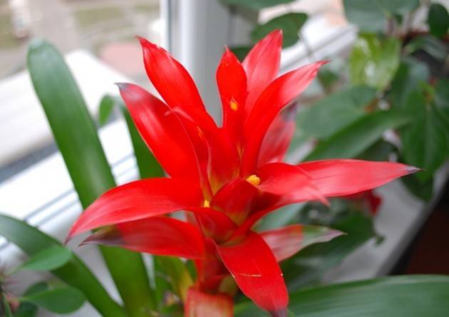 Цветок с красной серединой название