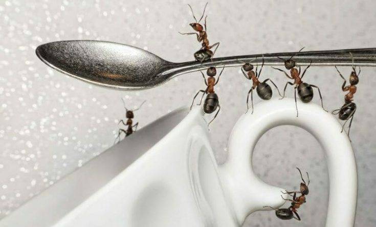 Как вытравить муравьев