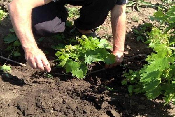 Как посадить красную смородину