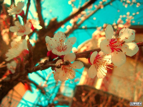 Цветы японии фото и названия