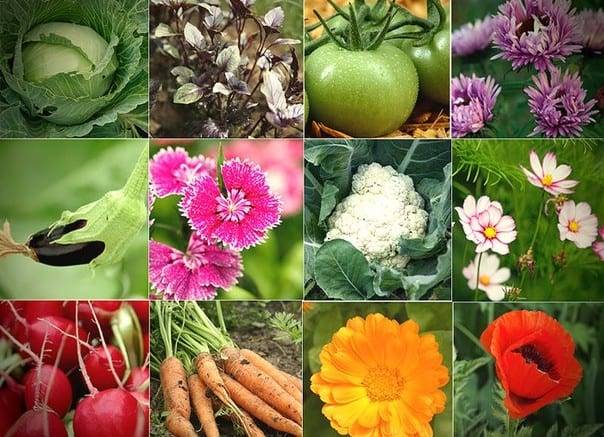 Чередование овощных культур на огороде таблица
