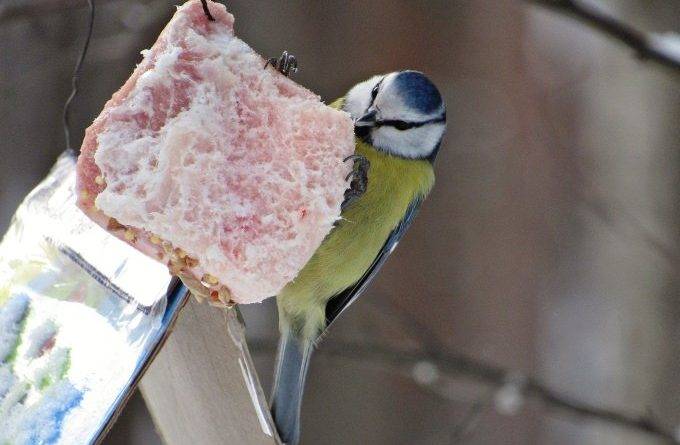 Как подкармливать птиц зимой