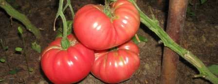 Лучшие сорта помидор для луганской области