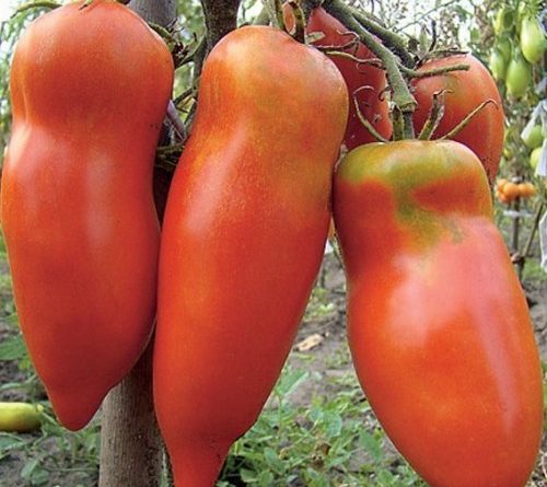 Самоопыляемые сорта помидор для теплицы