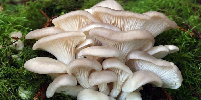 Сколько нужно варить лесные грибы по времени
