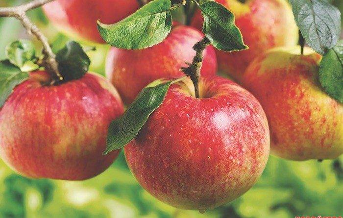 Почему яблони плодоносят через год