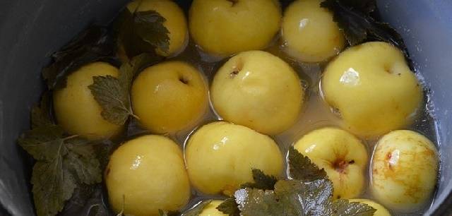 Моченые яблоки в капусте рецепт приготовления