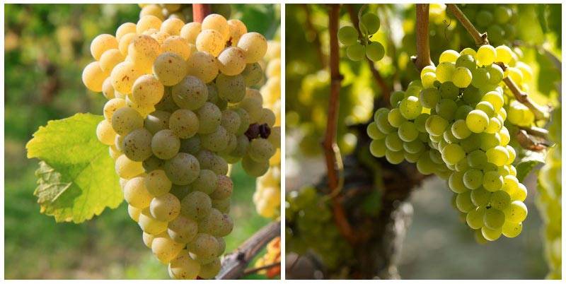 Как сделать самодельное вино из винограда
