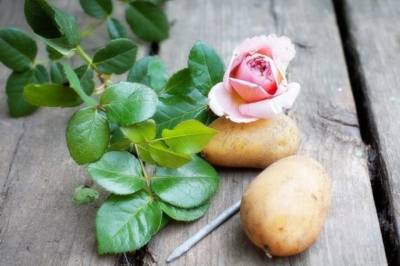Посадка черенков роз в картошку