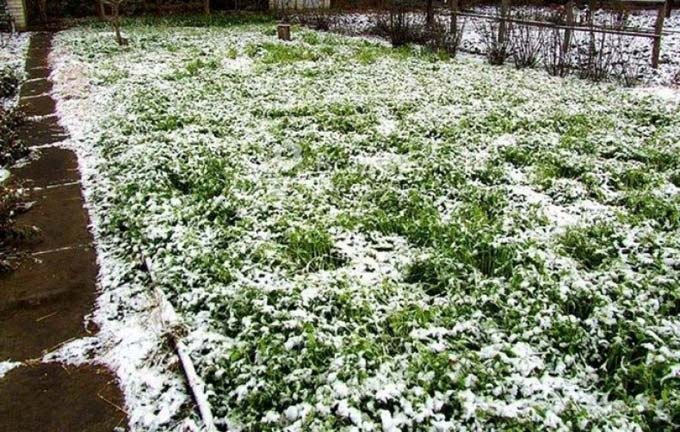 Какие сидераты можно сеять под зиму