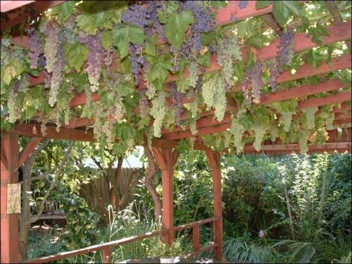 Где лучше посадить виноград на участке