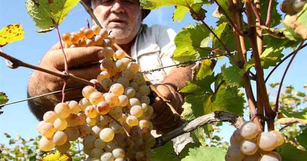 Как садить виноград осенью видео
