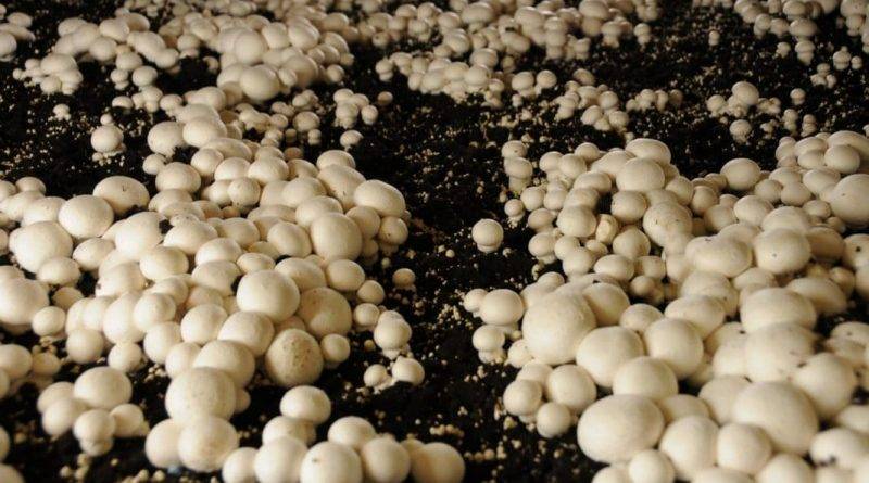 Как вырастить грибы на даче из мицелия
