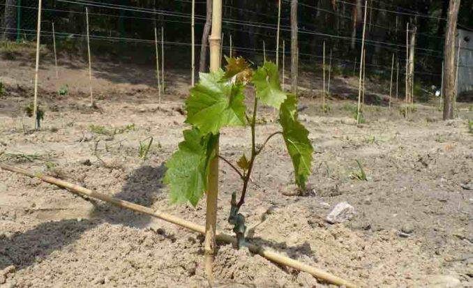 Как посадить виноград черенками в домашних условиях
