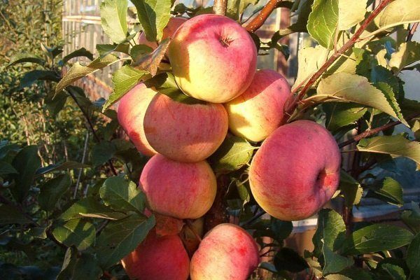 Каталог сортов яблонь с фото и описанием