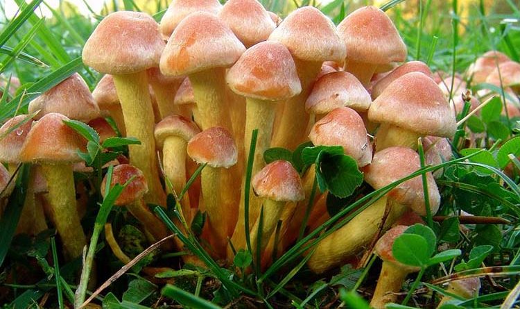 Какие бывают несъедобные грибы названия