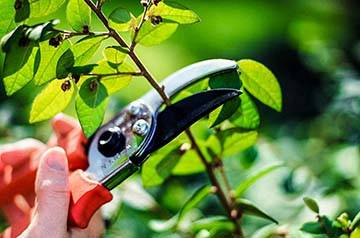 Как правильно сделать обрезку плодовых деревьев