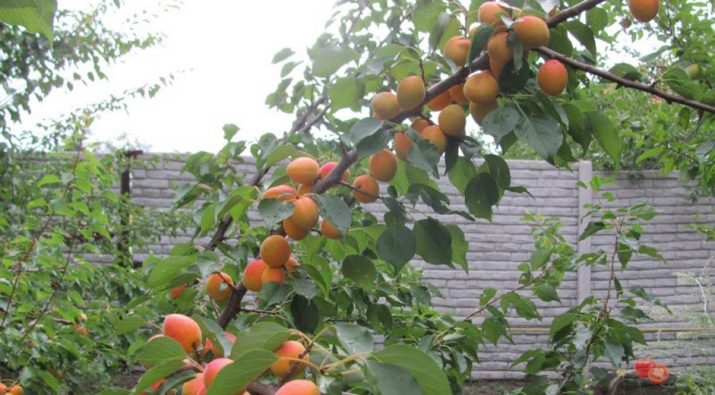 Как ухаживать за абрикосовым деревом