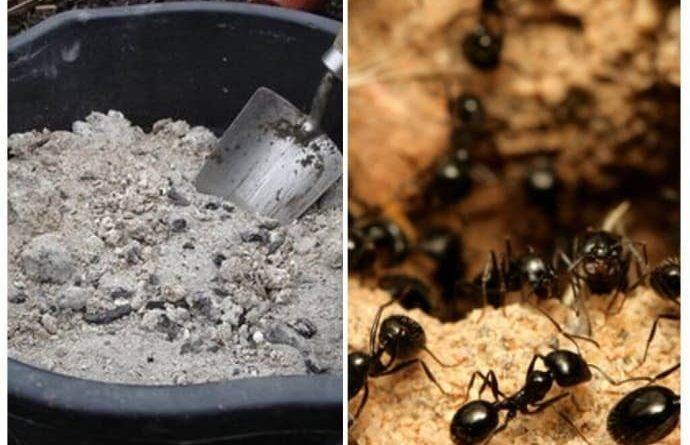 Борьба с муравьями в саду