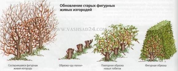Стрижка кустов и деревьев