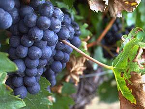 Уход за виноградом осенью видео