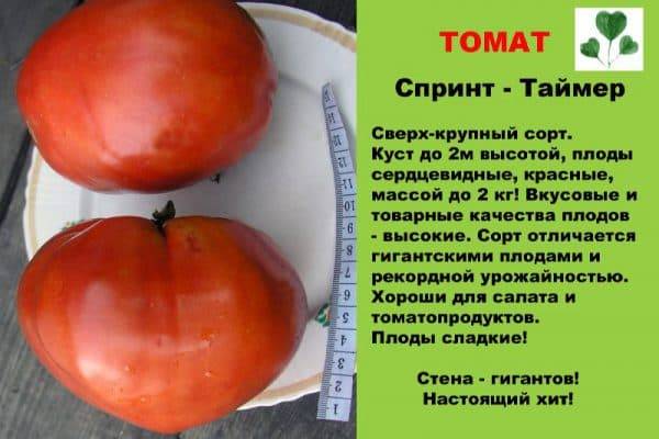 Самые мясистые сорта томатов