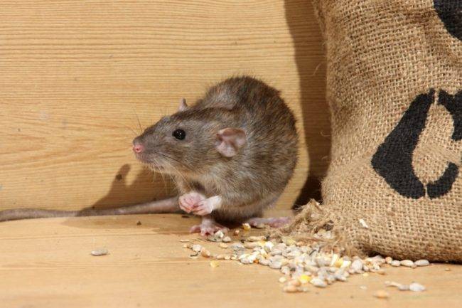 Мыши в частном доме как избавиться