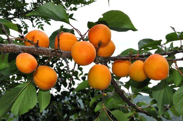 Сорта абрикоса для урала