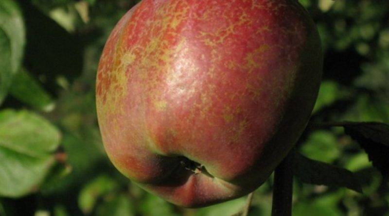 Сорта яблок для ленинградской области с фото