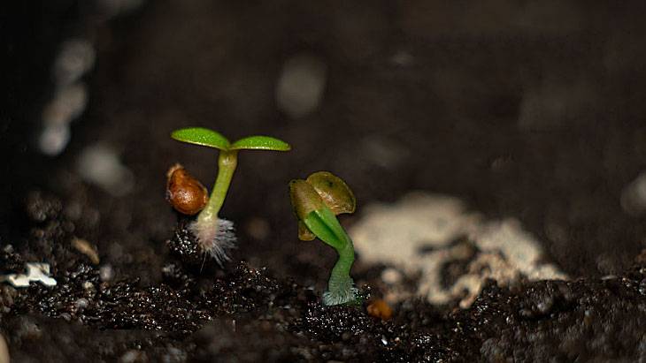 Как выращивать клубнику из семян