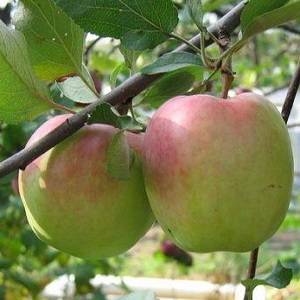 Зимние сорта яблонь для среднего поволжья зимостойкие