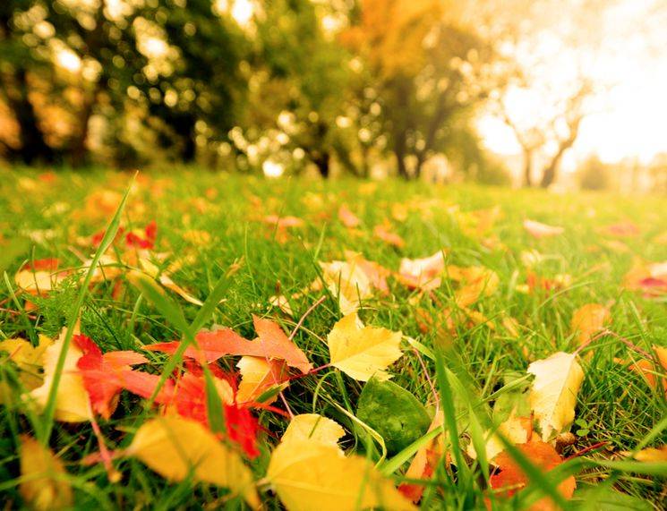 Какие удобрения нужно вносить осенью?