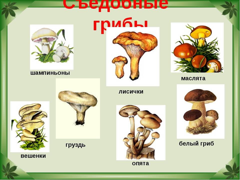 Отличия ядовитых грибов от съедобных