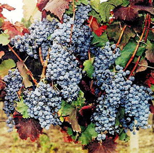 Сорта винограда для одесской области фото