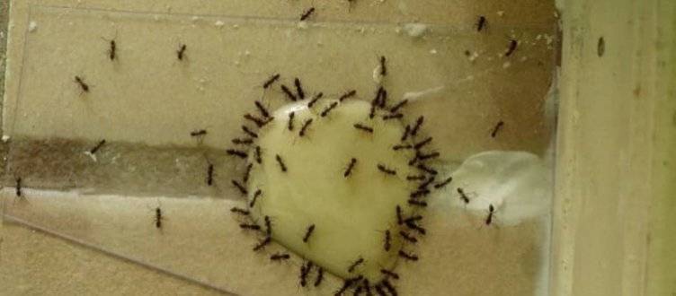 Обработка от муравьев