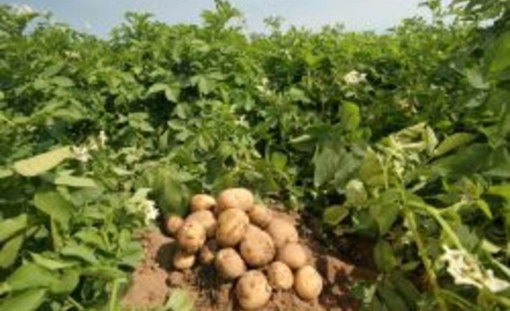 Борьба с сорняками на картофеле