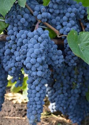 Секреты виноделия из винограда