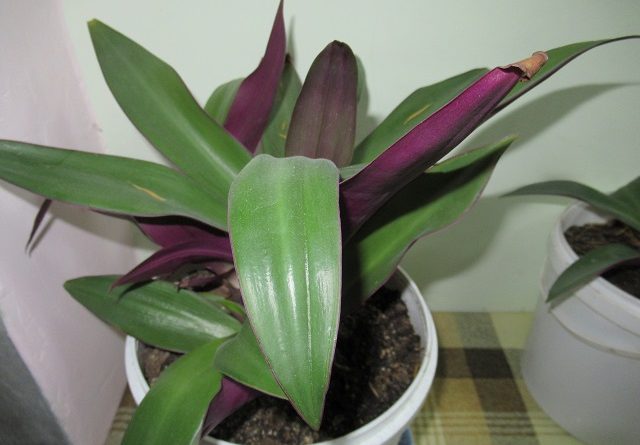 Как называется комнатное растение с фиолетовыми листьями