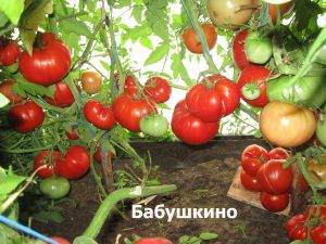 Семена томатов от кулика