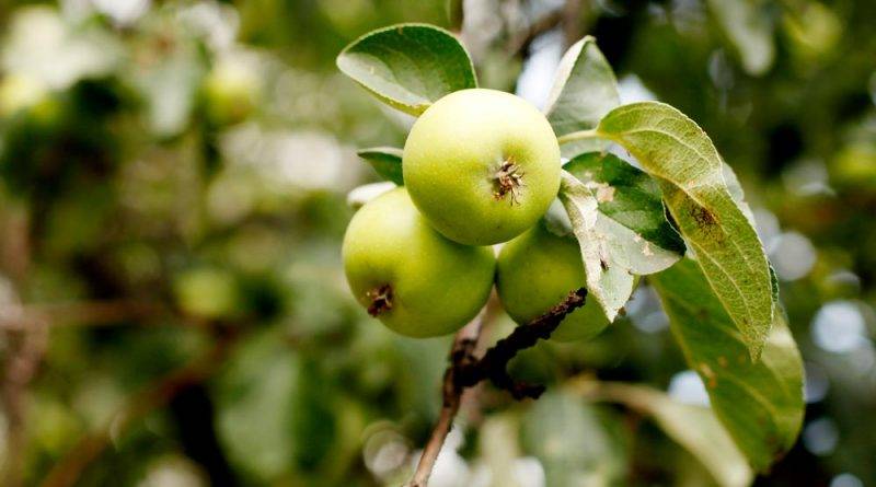 Борьба с паршой яблонь осенью