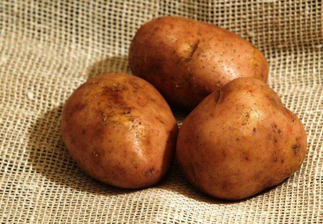 Перспективные сорта картофеля