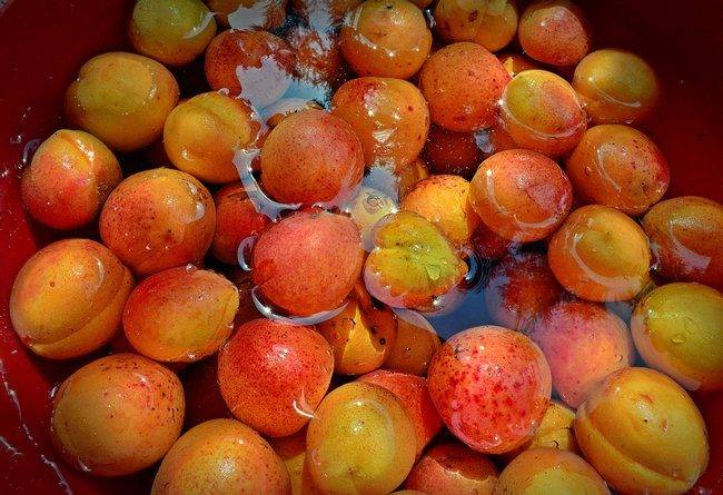 Обрезка абрикоса весной схема