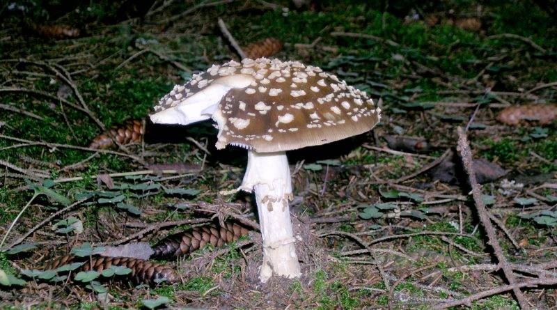 Как выглядят ядовитые грибы